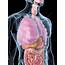 Human Internal Organs Artwork  Stock Image F009/4377 Science
