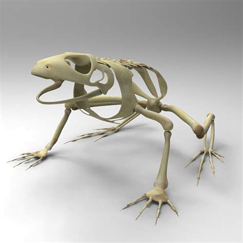 3d Frog Skeleton Model