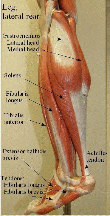 Muscles Of Leg Of Human