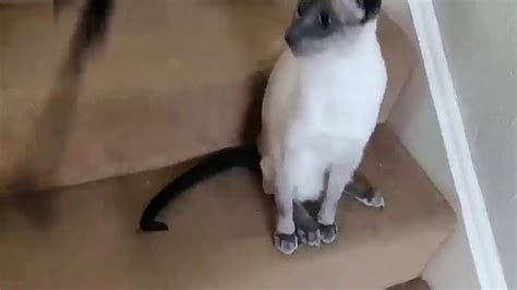 Siamese Cat Gets Lost In The Big City Youtube