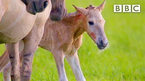 Adorable Newborn Foal Takes First Steps 🐎 Bbc Youtube