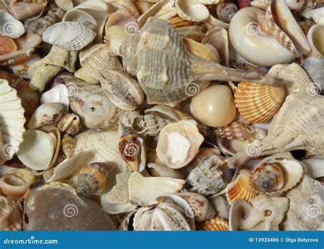 Many Different Seashells Royalty Free Stock Image Image 13933486