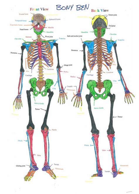 Many kids end up with broken bones from jumping on them. skeletal system | Human skeletal system, Skeletal system ...