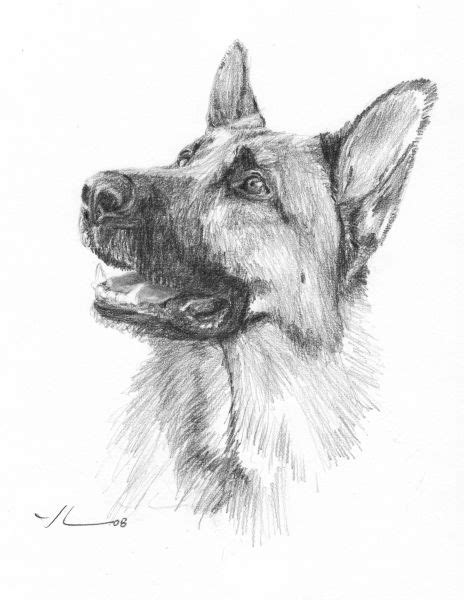 Pictures Of German Shepherds To Draw