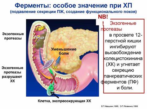 Панкреатит хронический лечение диета Хронический панкреатит. Диагностика и лечение - online presentation Хронический панкреатит. Диагностика и лечение - online presentation Панкреатит хронический лечение диета