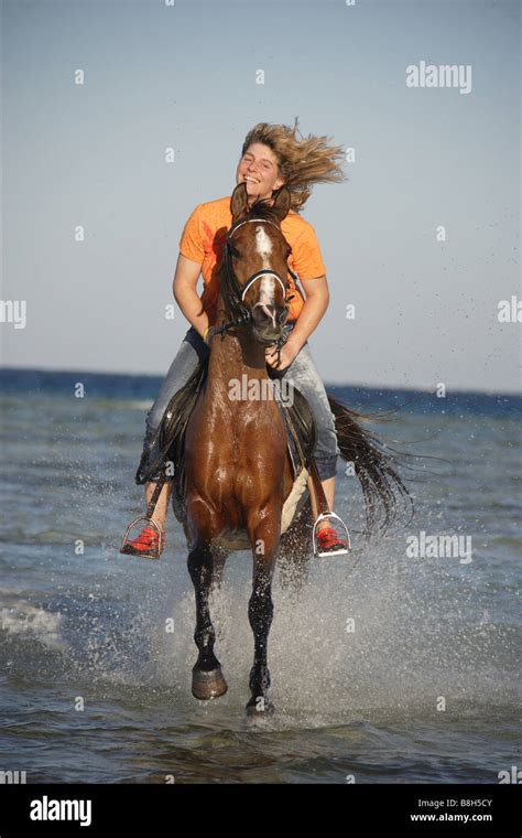 Rider On Arabian Horse Riding Through Water Stock Photo Royalty Free
