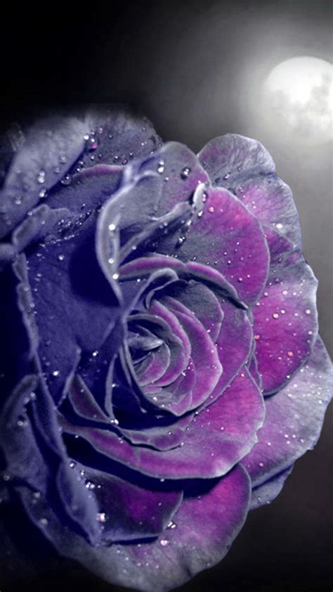 Purple Rose Wallpaper Iphone Cute Wallpapers 2023