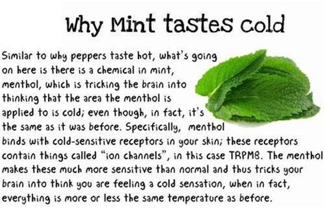 Mint Facts Mint Food Info
