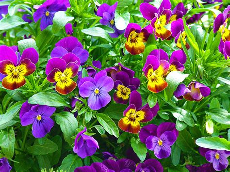 Flores Para El Otoño 5 Plantas Con Flores Para Tu Balcón De Otoño