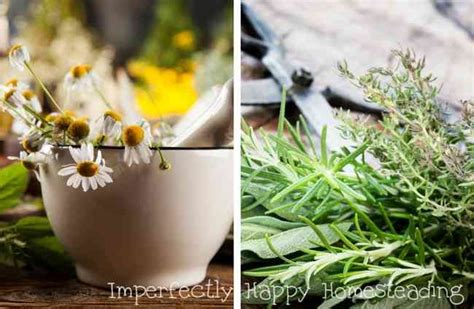 The Best Medicinal Herbs To Always Have In The House Herbs Herbalism