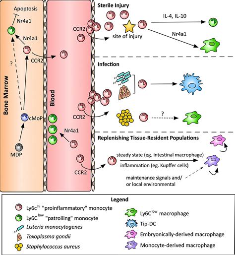 Monocyte Conversion During Inflammation And Injury