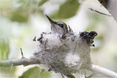 Nest In The Hummingbird Aviary