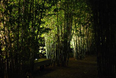 Bamboo Grove At Night Jun Seita Flickr