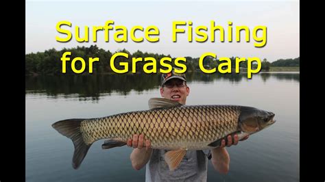 Surface Fishing For Grass Carp Youtube