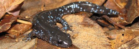 Blue Spotted Salamander Reptiles Amphibians Ontario Ontario Nature