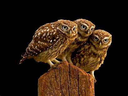 Owls Burrowing Wallpapers Owl Backgrounds Cool Wallpapergeeks