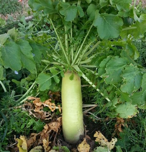 Organic Daikon Kowari Radish Non Gmo Garden Vegetable Sprouting
