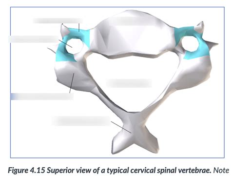 Superior View Of The Typical Cervical Vertebrae Diagram Quizlet