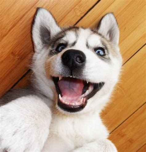 Heres A Funny Story This Wonderful Husky Is Constantly Talking To His