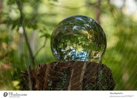 Crystal Ball Nature Plant A Royalty Free Stock Photo From Photocase