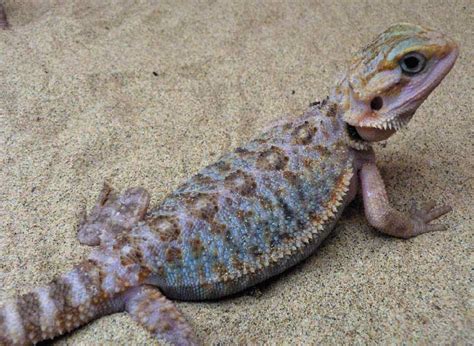 20 Bearded Dragon Morphs And Color Types Common To Rarest