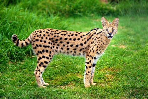 African Serval Cat Spotted In Tiny Township Barrie News