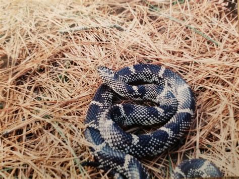 Eastern Kingsnake Snakes Of Virginia And The Carolinas · Inaturalist
