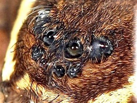 Wolf Spiders And Dock Spiders Or Fishing Spiders A Comparison Plus My