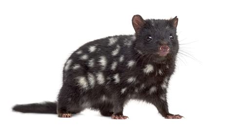 Quoll Facts Critterfacts
