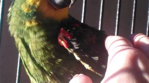 Papegøjeinternatdk Jaco Blåpandet Amazon Papegøje I Sit Nye Bur