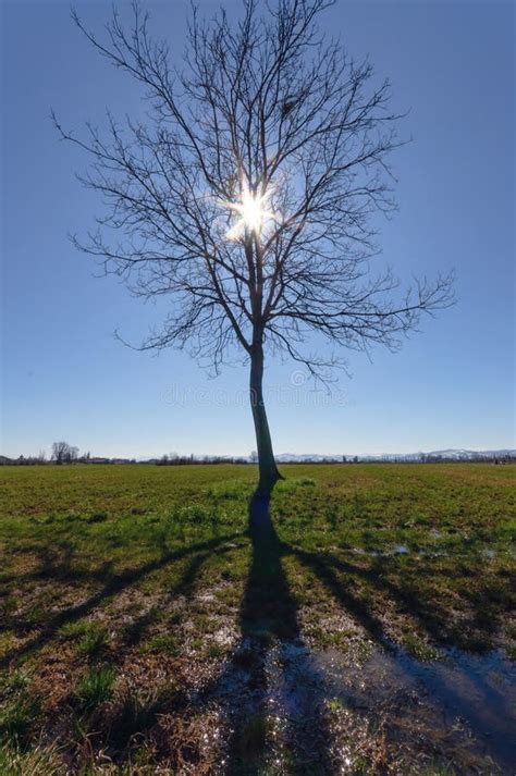 Sun Beam Shining Through Tree Branches Stock Photo Image Of Bright