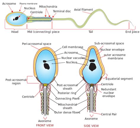 Difference Between Male And Female Gametes Compare The Difference Between Similar Terms