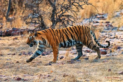 Machli T 16 Female Bengal Tiger Panthera Tigris Tigris Flickr