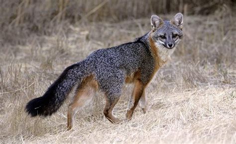 Urocyon Cinereoargenteus Grey Fox Sighted Goshen Ny Across From