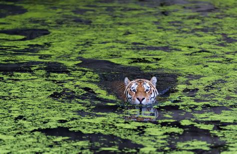 Wildlife Photos Sumatran Tigers Swim
