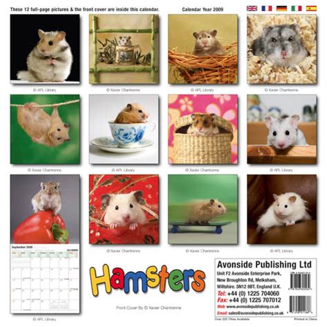 Hamsters Calendars Hamster Calendar Calendar Toy Action