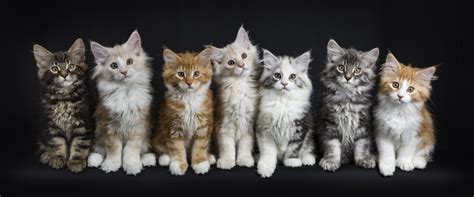 They enjoy being playful and interacting with the whole family but they also enjoy showing affection and cuddling up with the ones they love. How Much Does it Cost to Own a Cat ⋆ Sassy Koonz | Maine ...