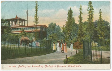 Philadelphia Zoo Postcards Library Company Of Philadelphia Digital