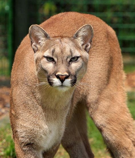 North American Big Cat Species Ola Everhart