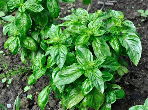 High amount of vitamin a in basil leaves has good effect in human vision. 5 Plants That Boost Focus & You Can Grow At Home! - David ...