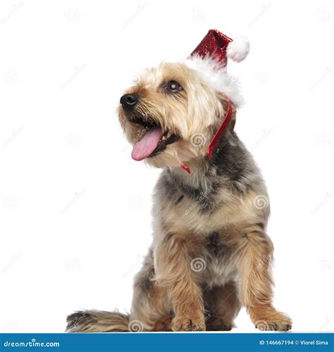 Yorkshire Terrier Wearing A Santa Claus Hat And Panting Stock Photo