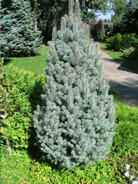 Picea Pungens Iseli Fastigiate 800×1065 Colorado Blue Spruce