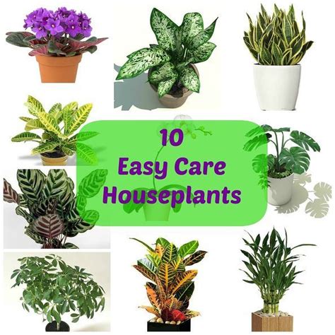 10 Easy Care Houseplants Easy Care Houseplants Easy House Plants