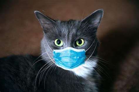 Cat Mask Doctors Crossing