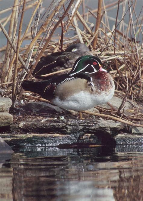 Public Domain Picture Wood Ducks Rest In A Maryland Wetland Id