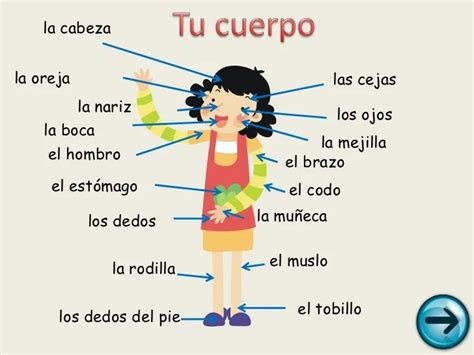 Body Parts In Spanish Powerpoint Mark Library