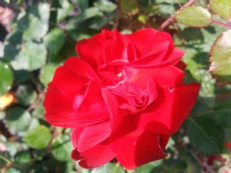 Canadian Shield Rose Kiwi Nurseries Ltd