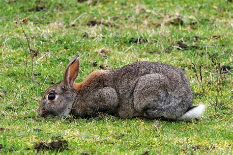 The european rabbit is a small mammal that belongs to the family leporidae, which also includes rabbits have 16 teeth in the upper jaw and 12 in the lower, including two pairs of upper incisors. Details : European Rabbit - BirdGuides