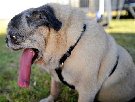Top Vets Urge Dog Lovers To Stop Buying Pugs And Bulldogs Big Think
