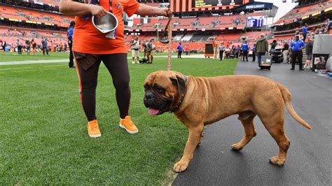 Browns Dog Mascot Swagger To Retire On Sunday